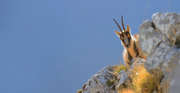 Camoscio d’Abruzzo 