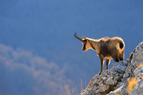 Camoscio d’Abruzzo