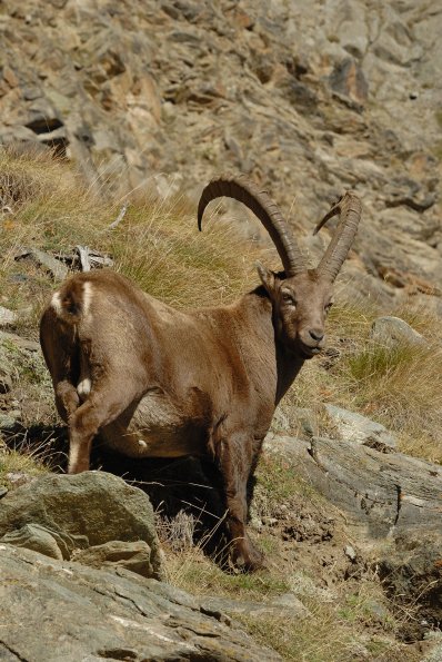 Stambecco 