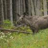Artiodactyla