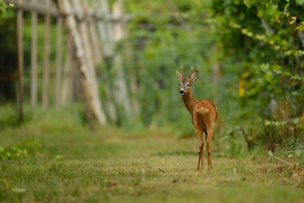 Capriolo