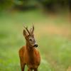 Capriolo