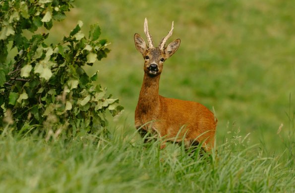 Capriolo