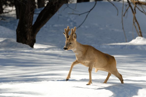 Capriolo