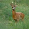 Capriolo