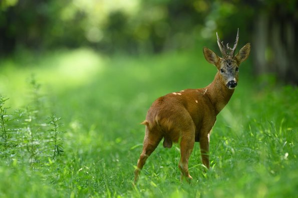 Capriolo