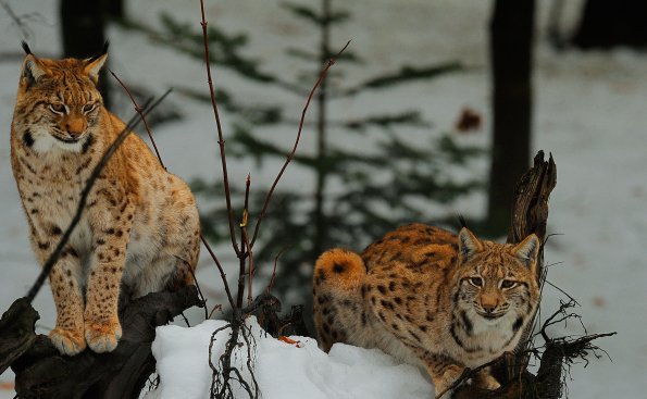 Lince