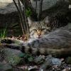 Gatto selvatico