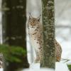 Lince