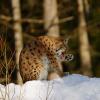 Lince