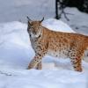 Lince