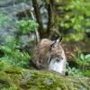 Lince