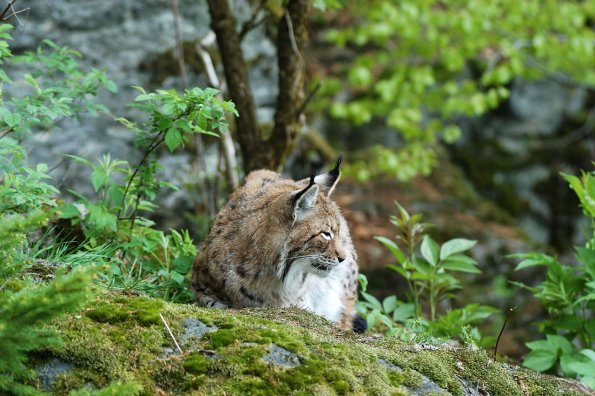 Lince