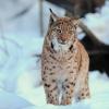 Lince