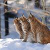Lince