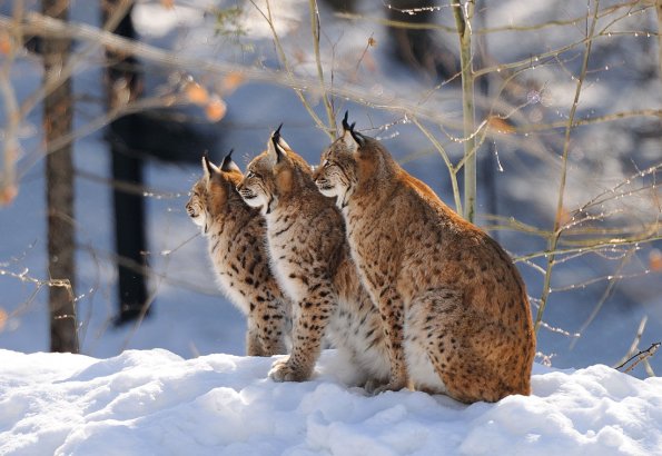 Lince