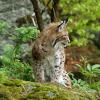 Lince