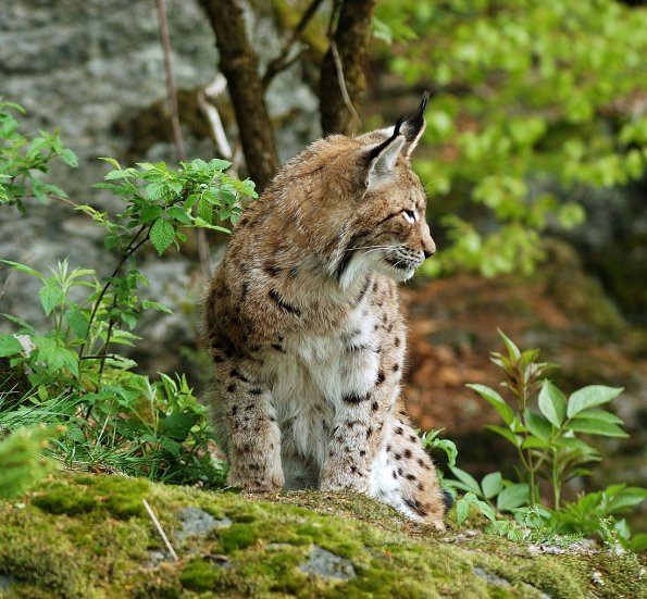 Lince