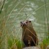 Lontra europea