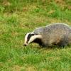 Mustelidae