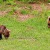 Orso bruno 