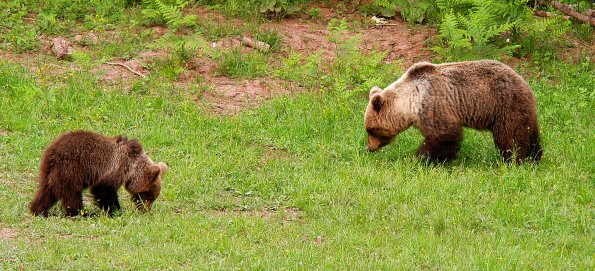 Orso bruno 