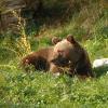 Orso bruno