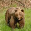 Orso bruno