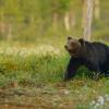 Orso bruno - Ursus arctos