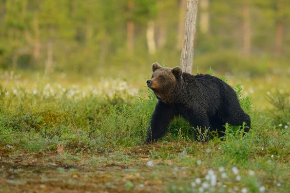 Orso bruno