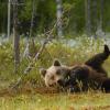 Orso