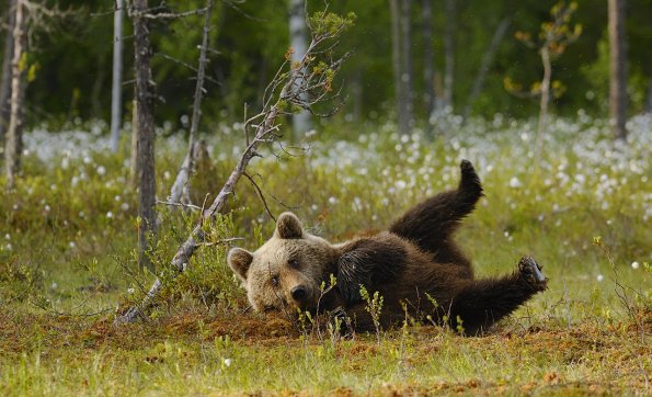 Orso