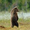 Orso