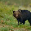 Orso bruno