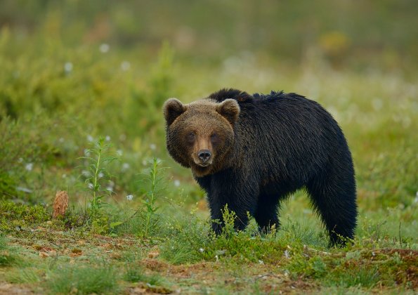 Orso bruno