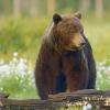 Orso bruno