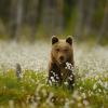 Orso bruno