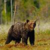 Orso