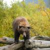 Grizzly 