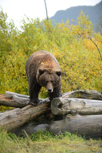 Grizzly 