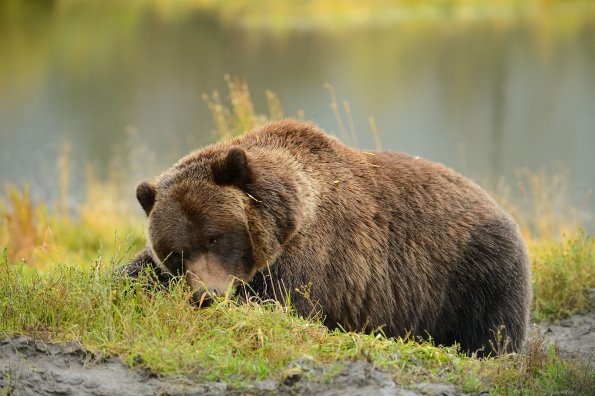 Grizzly