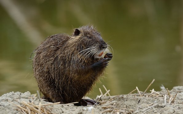 Nutria