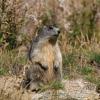 Marmotta