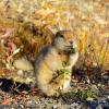 Arctic ground squirrel