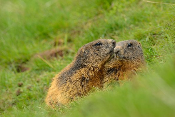 Marmotta