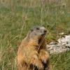 Marmotta