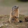 Marmotta