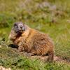 Marmotta