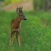 Capriolo