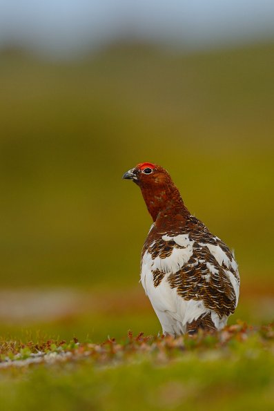 Pernice bianca nordica